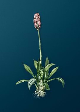 Swamp Pink Vintage Florals