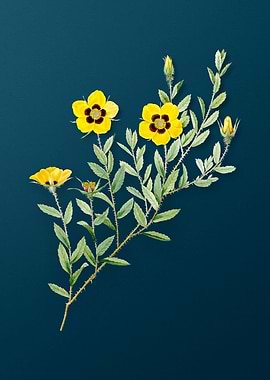 Vintage Rosa Persica