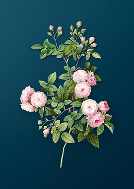 Pink Baby Roses Flower