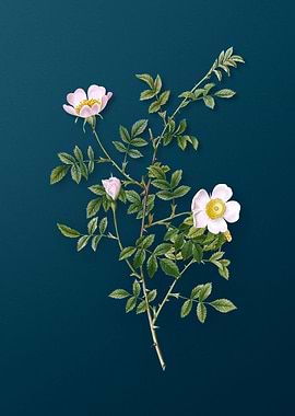 Pink Hedge Rose in Bloom