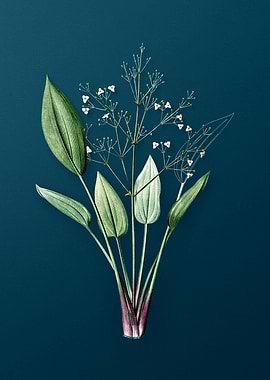 European Water Plantain