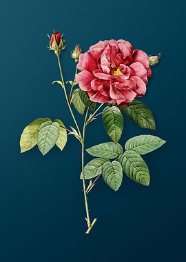 Blooming French Rose