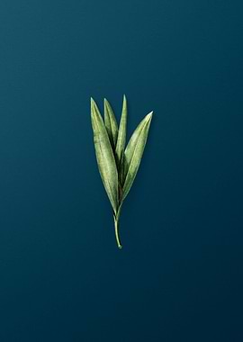 Autumn Crocus on Teal