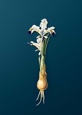 Vintage Iris Persica