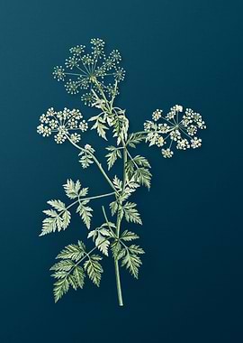 Hemlock Flowers