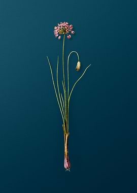 Autumn Onion on Deep Teal