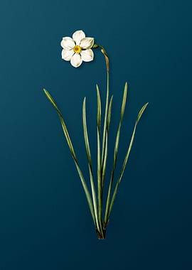 Vintage Narcissus Poeticus