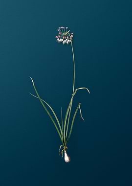 Vintage Nodding Onion