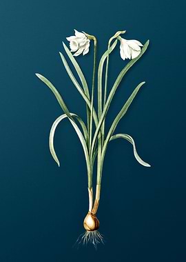 Narcissus Candidissimus