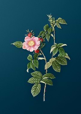 Big Flowered Dog Rose