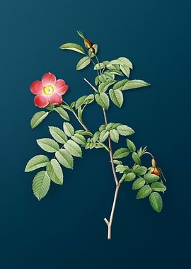 Pink Alpine Rose Flower