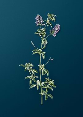 Spanish Clover Bloom Flora