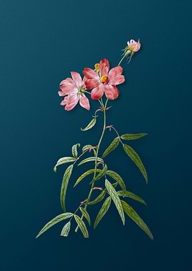 Antique Peach Leaved Rose