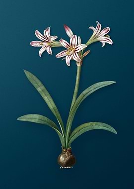 Amaryllis on Deep Teal