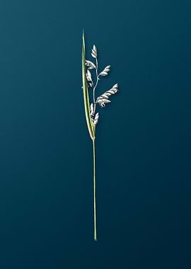 Powdery Alligator Flag