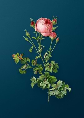 Celery Leaved Cabbage Rose