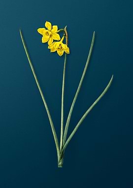 Vintage Narcissus Odorus
