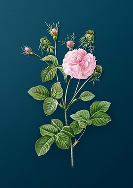 Blooming Pink Agatha Rose