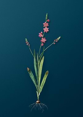 Classic Ixia Scillaris