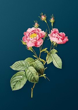 Anemone Centuries Rose