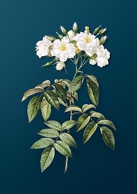 Blooming Musk Rose on Teal