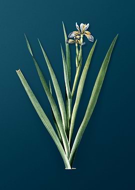 Stinking Iris Flowers