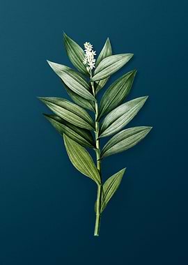 Smilacina Stellata Florals