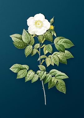 Blooming Leschenault Rose