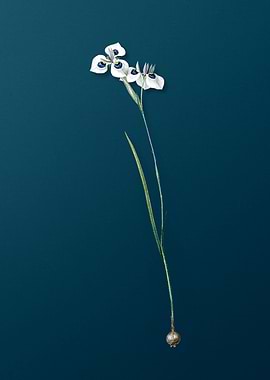 Vieusseuxia Glaucopis