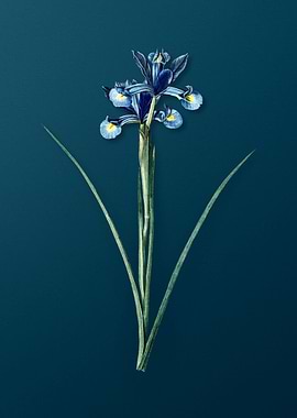 Spanish Iris Florals