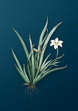 Antique Fortnight Lily