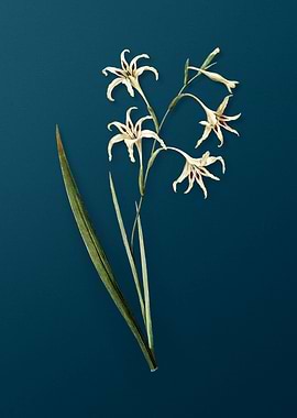 Gladiolus Cuspidatus Flora