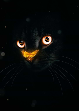 Black Cat and Butterfly