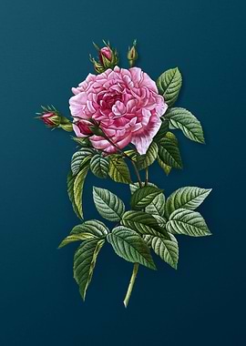 Blooming Pink French Rose