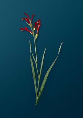 Gladiolus Cunonius Flower