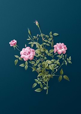 Blooming Dwarf Rosebush