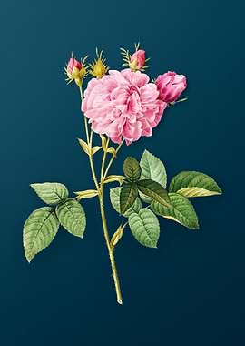 Pink Agatha Rose Flower