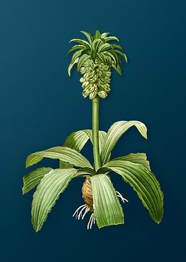 Vintage Eucomis Regia