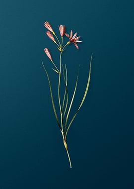 Amaryllis Montana on Teal