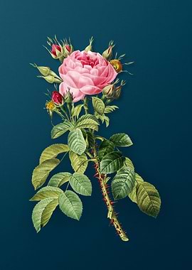 Lelieurs Four Season Rose