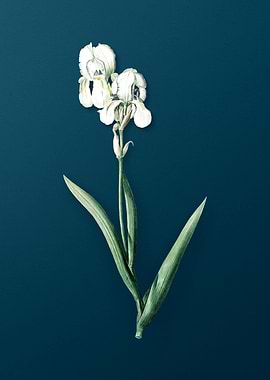 Tall Bearded Iris Vintage