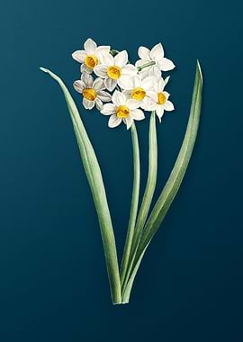 Narcissus Easter Flower
