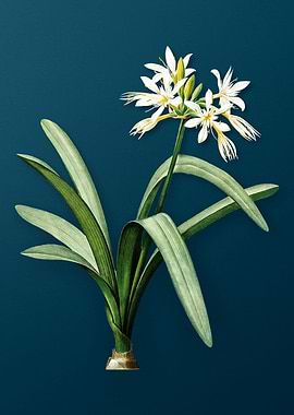 Pancratium Illyricum