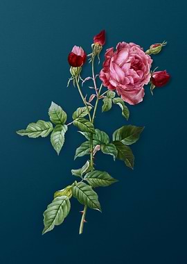 Blooming Provence Rose