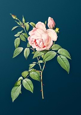 Blooming Fragrant Rosebush