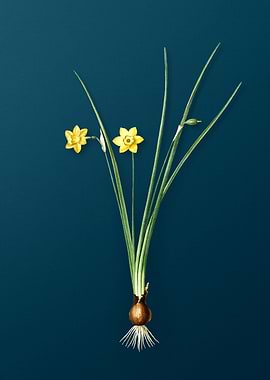 Daffodil Flowers