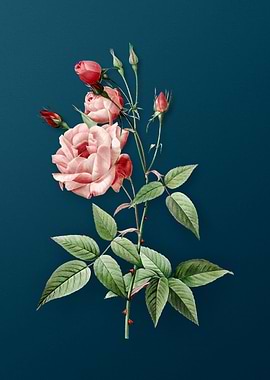 Common Rose of India