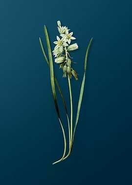 Drooping Star of Bethlehem