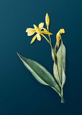 Bandana of the Everglades