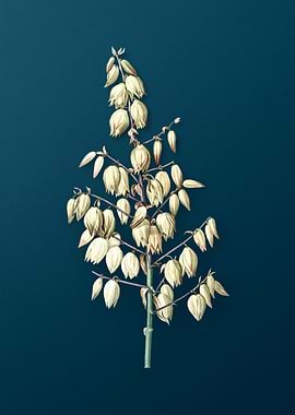 Adams Needle on Teal